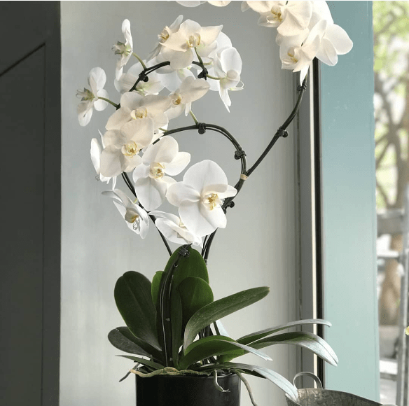 orchidée cascade blanche